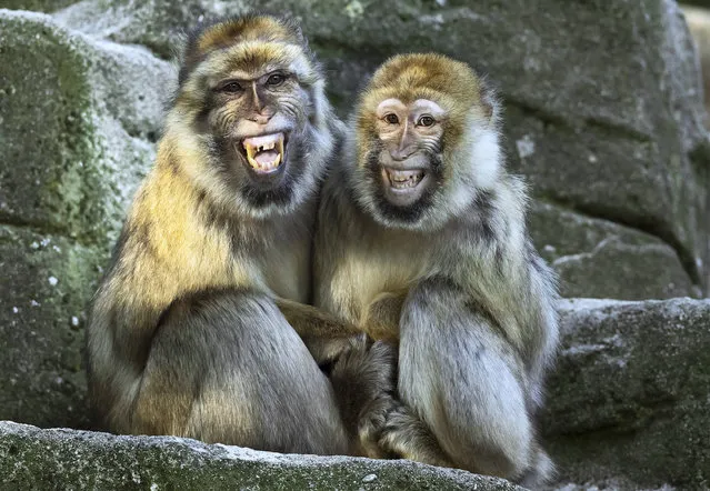 Barbary macaques (Macaca sylvanus) at the Tiergarten Schönbrunn in Vienna, Austria on June 20, 2017. (Photo by Daniel Zupanc/APA)