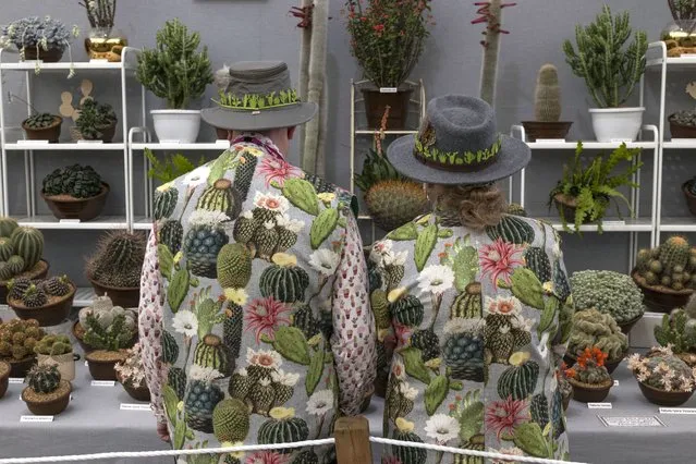 Stall holders look at their display of cacti and succulents at the Chelsea Flower Show on May 23, 2022 in London, England. The Chelsea Flower Show returns to its usual place in the horticultural calendar after being cancelled in 2020 and postponed in 2021 due to the Covid pandemic. This year sees the Show celebrate the Queen's Platinum Jubilee and also a theme of calm and mindfulness running through the garden designs. (Photo by Dan Kitwood/Getty Images)