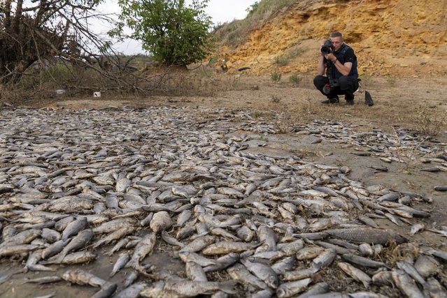 A photographer takes photo of dead fish in the dried-up Kakhovka Reservoir after recent catastrophic destruction of the Kakhovka dam near Kherson, Ukraine, Sunday, June 18, 2023. (Photo by Mstyslav Chernov/AP Photo)