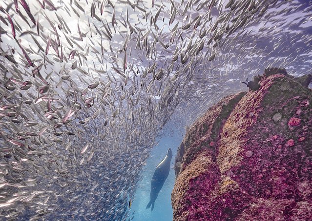 Sea lions make dinner plans in the Gulf of California early July 2024. The gulf is a primary source of sardines and anchovies, two of Mexico’s top marine resources. (Photo by Glenn Ostle/Solent News)