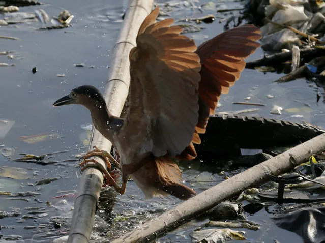 A migratory bird searches for food at the shores off Manila Bay in Manila, Philippines Wednesday, August 5, 2015. Migratory birds usually come towards the end of the year but some opt to stay in the country as their adapted habitat. (Photo by Bullit Marquez/AP Photo)