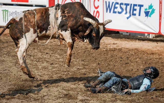 Trey Kimzey, of Strong City, Okla., watches as Tactical Error comes down after bucking him off during bull riding event in rodeo finals action at the Calgary Stampede in Calgary, Alberta, Sunday, July 16, 2023. (Photo by Jeff McIntosh/The Canadian Press via AP Photo)