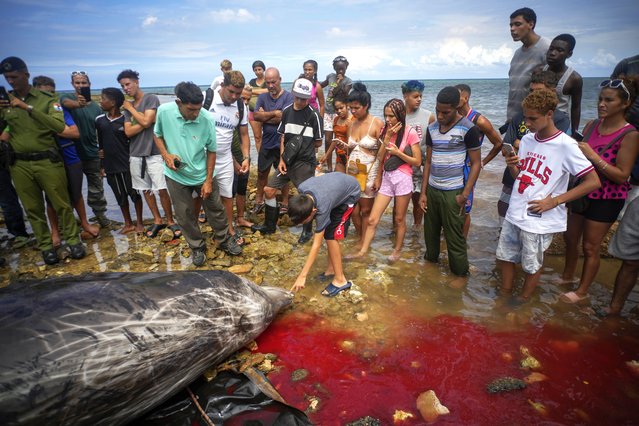 People inspect a dead whale on the coast of Baracoa, Artemisa province, Cuba, Thursday, October 3, 2024. (Photo by Ramon Espinosa/AP Photo)