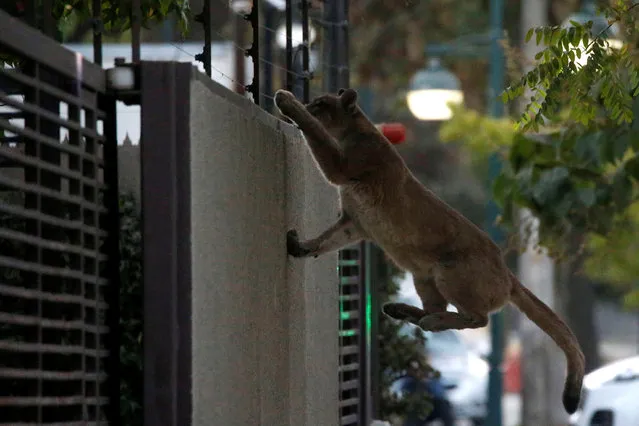 A puma climbs a wall during the dawn at a neighbourhood before being captured and taken to a zoo, in Santiago, Chile on March 24, 2020. (Photo by Andres Pina/Reuters)