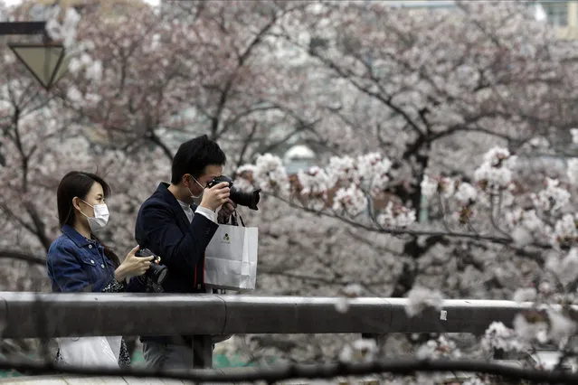 Masked people stop on a bridge to photograph cherry blossoms Friday, March 27, 2020, in Tokyo. (Photo by Kiichiro Sato/AP Photo)