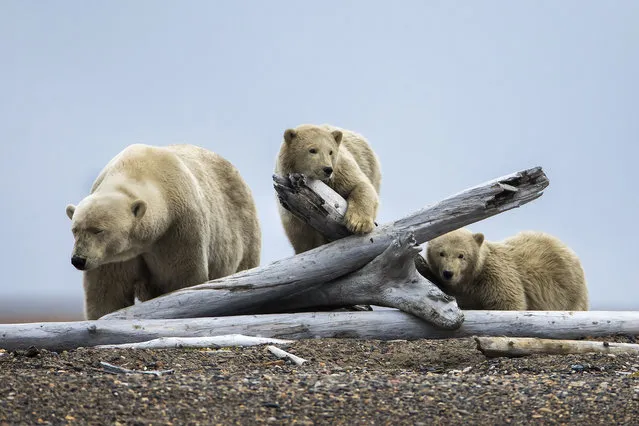 A mother polar bear (L) and two of her cubs gather on a barrier island after feasting on the remains of a bowhead whale, harvested legally by whalers during their annual subsistence hunt, just outside the Inupiat village of Kaktovik, Alaska, USA, 11 September 2017. (Photo by Jim Lo Scalzo/EPA/EFE)