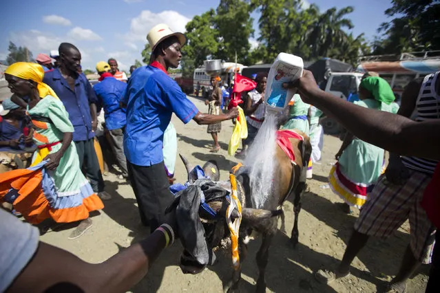 In this July 24, 2016 photo, pilgrims douse a bullock with baby powder in preparation for a ritual Voodoo sacrifice in Plaine-du-Nord, Haiti. A group of Voodoo priests and faithful traveled from the town of Artibonite with cattle to sacrifice. The village in northern Haiti is transformed over two days each July into the spiritual center of the Voodoo religion. (Photo by Dieu Nalio Chery/AP Photo)