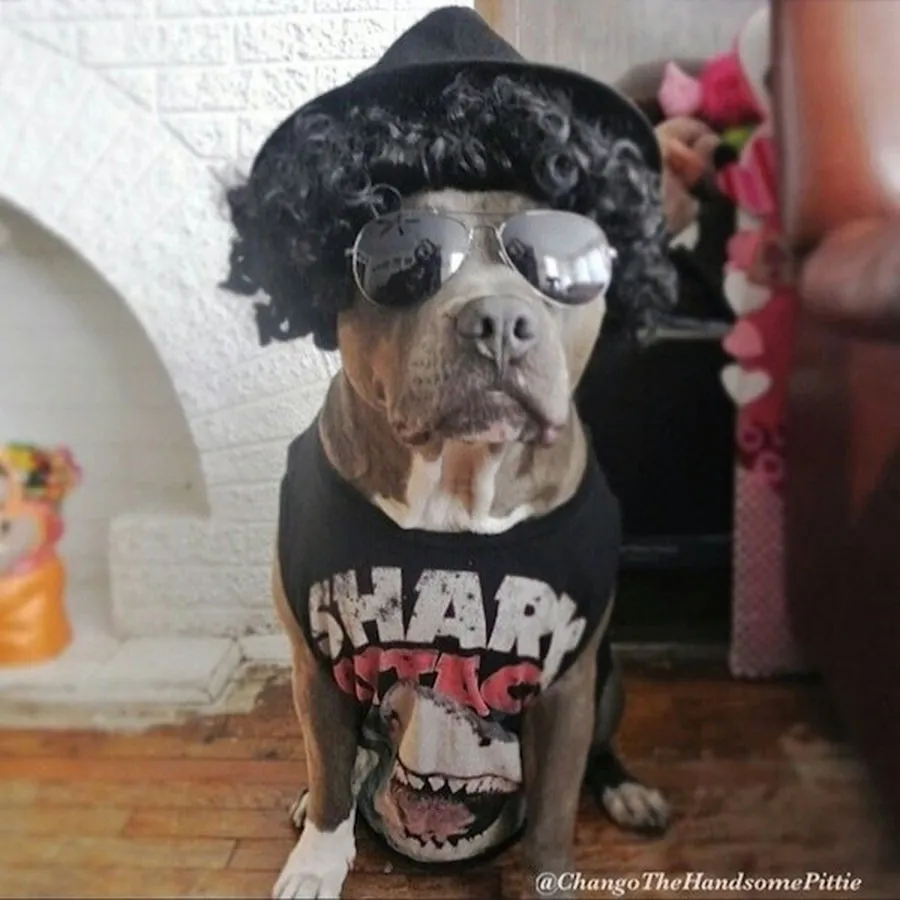 Most Handsome Dogs On The Internet