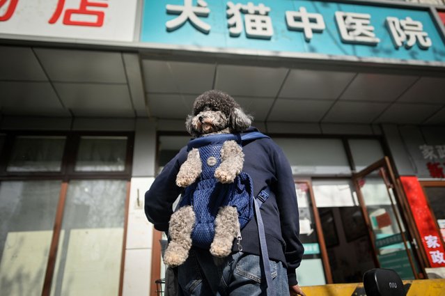 This picture taken on April 12, 2022 shows a man carrying his dog leaving after receiving acupuncture and infrared therapy at an animal clinic in Beijing. A growing number of animals are being signed up for traditional medicine in China – care their masters say is less invasive and comes with fewer side effects than conventional treatments. (Photo by Wang Zhao/AFP Photo)