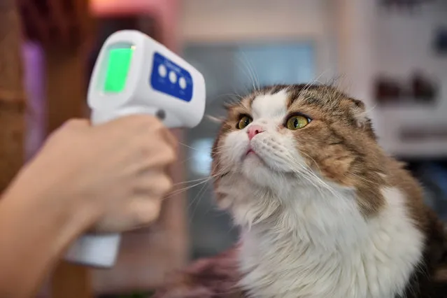 An employee takes the temperature of a cat at the re-opened Caturday Cat Cafe, which had been temporarily shuttered due to concerns about the spread of the COVID-19 novel coronavirus, in Bangkok on May 8, 2020. (Photo by Lillian Suwanrumpha/AFP Photo)