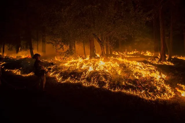 A firefighter battling the King Fire sprays water on a backfire in Fresh Pond, California September 17, 2014. (Photo by Noah Berger/Reuters)
