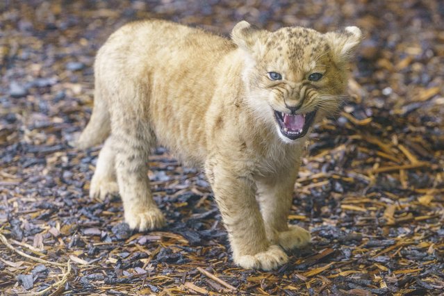 North African Lion Winta takes her three cubs, which are 9 weeks old, outside for the first time at Whipsnade Zoo, in Dunstable, Bedfordshire, UK on Tuesday, January 28, 2025. (Photo by Dominic Lipinski/Whipsnade Zoo)