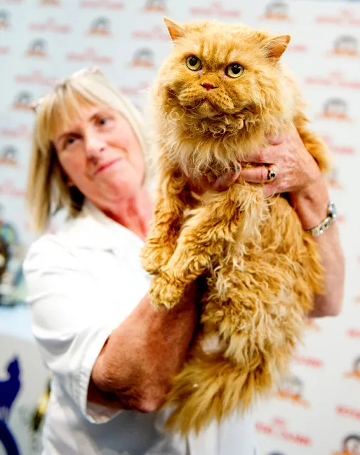 A cat named Joshua Purrkins participates in the GCCF Supreme Cat Show at National Exhibition Centre on October 28, 2017 in Birmingham, England. (Photo by Shirlaine Forrest/WireImage)