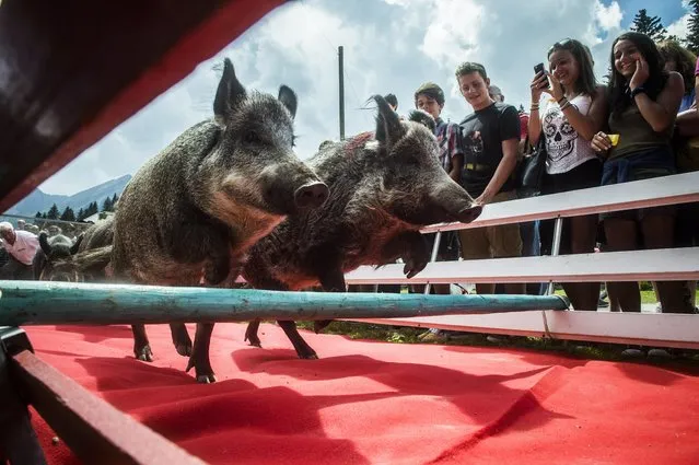 Two race pigs jump over an obstacle during a rural festivity in reference to Maria Ascension in San Bernardino, Switzerland on Monday, August 15 2016.  (Photo by Samuel Golay/Keystone/TI-Press via AP Photo)