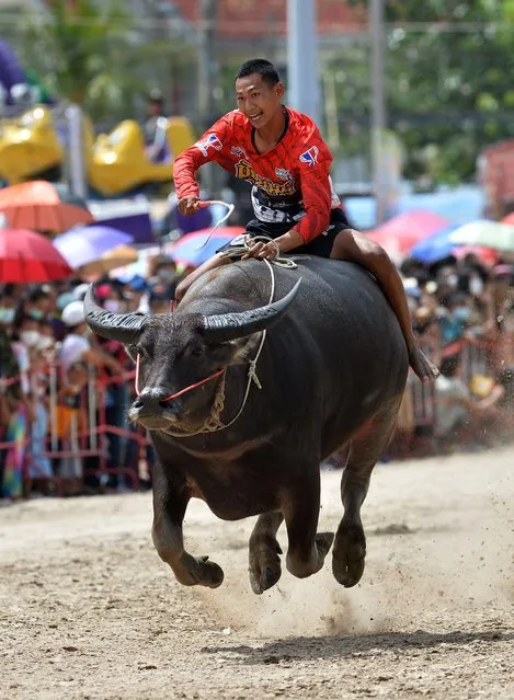 A buffalo racer competes during the Buffalo Race in Chonburi, Thailand on October 9, 2022. (Photo by Rachen Sageamsak/Xinhua/Alamy Live News)