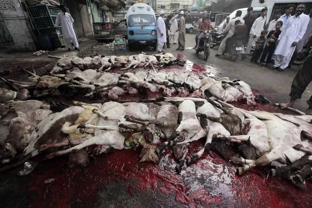 Men and children stand by slaughtered goats along a street, during the annual festival of Eid al-Adha, or the Festival of Sacrifice, in Karachi October 6, 2014. Muslims across the world celebrate the annual festival of Eid al-Adha, which marks the end of the annual Haj pilgrimage, by slaughtering goats, sheep, cows and camels in commemoration of Prophet Abraham's readiness to sacrifice his son to show obedience to Allah. Eid al-Adha in Pakistan falls on October 6. (Photo by Akhtar Soomro/Reuters)