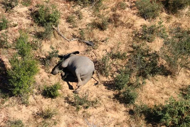 This image provided on July 3, 2020 courtesy of the National Park Rescue charity shows the carcass of one of the many elephants which have died mysteriously in the Okavango Delta in Botswana. Hundreds of elephants have died mysteriously in Botswana's famed Okavango Delta, the wildlife department said on July 2, 2020, ruling out poaching as the tusks were found intact. The landlocked southern African country has the world's largest elephant population, estimated to be around 130,000. (Photo by National Park Rescue/AFP Photo)
