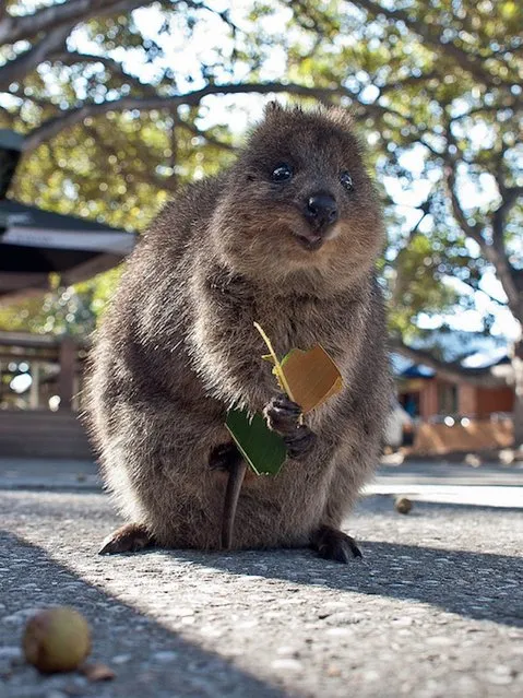 Quokka The Happiest Animal in the World