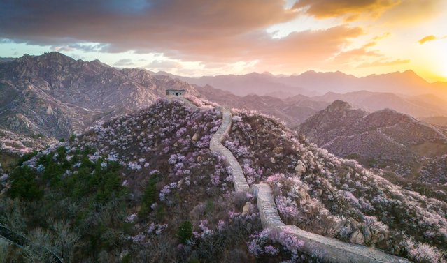 Wild peach and apricot flowers are in full bloom in Yanqing district, encircling the Longquanyu Great Wall in spring on March 25, 2025 in Beijing, China. (Photo by Hao Jihong/VCG via Getty Images)