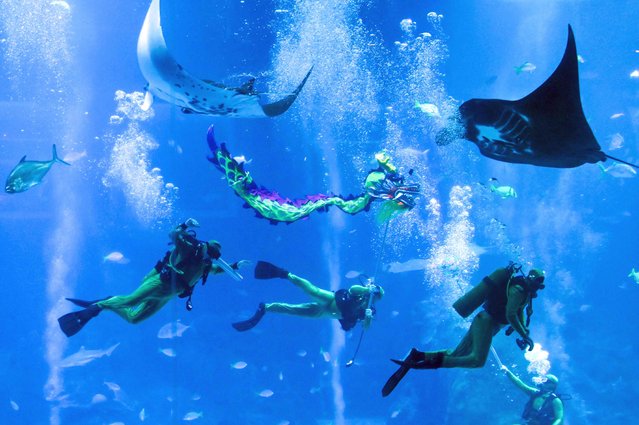 Divers perform an underwater dragon dance performance at the S.E.A. Aquarium at Resorts World Sentosa in Singapore on January 25, 2024, ahead of the Lunar New Year. (Photo by Roslan Rahman/AFP Photo)