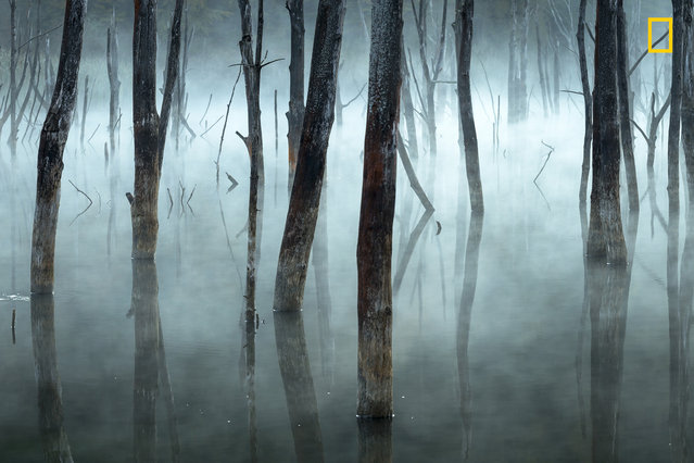Honorable Mention in Landscapes: Morning fog blurs the dead trees of Romania's Lake Cuejdel, a natural reservoir created by landslides. (Photo by Gheorghe Popa/National Geographic Nature Photographer of the Year contest 2017)