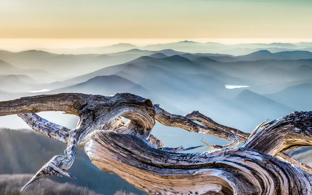 “Whitebark Pine – Smoky Hills”. This photo, taken on the north side of Oregon's Mt. Hood thirty minutes before sunset, shows a portion of a dead whitebark pine (Pinus albicaulis), an endangered tree that grows at high elevations across North America. These trees survive heavy snow loads and high winds by growing in mats low to the ground. Photo location: North side of Mt. Hood, Mt. Hood Wilderness, Oregon, USA. (Photo and caption by Paul C. Glasser/National Geographic Photo Contest)