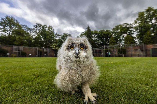 Stan the four-week-old Turkmenian eagle owl, goes for a little walk at Thorp Perrow Birds of Prey centre near Bedale, North Yorkshire, UK on June 5, 2025. These rare birds are one of largest eagle owl species in the world. They can live in the wild up to 20 years and in captivity up to 60 years. (Photo by James Glossop/The Times & Sunday Times)