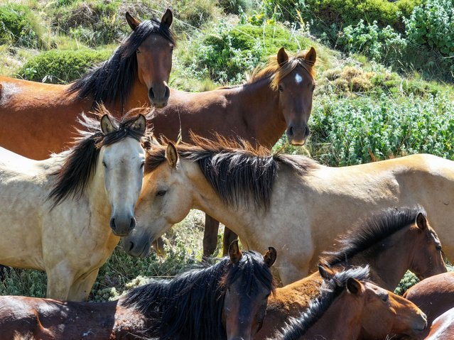 Wild yılkı horses graze around the grass-covered crater of Mount Karadağ, southern Turkey on June 19, 2025. (Photo by Serhat Cetinkaya/Anadolu via Getty Images)