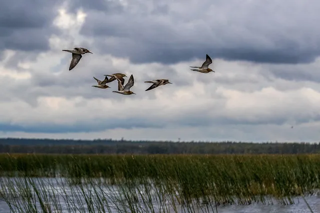 Waders fly over Lake Kalgachinskoye at Vodlozersky National Park in the north of Russia, Arkhangelsk Region on September 6, 2020. Spanning across a total area of 0.5 mln ha in Pudozhsky District of the Republic of Karelia and Onezhsky District of Arkhangelsk Region, the park is enlisted in UNESCO’s World Network of Biosphere Reserves. (Photo by Ilya Timin/TASS)