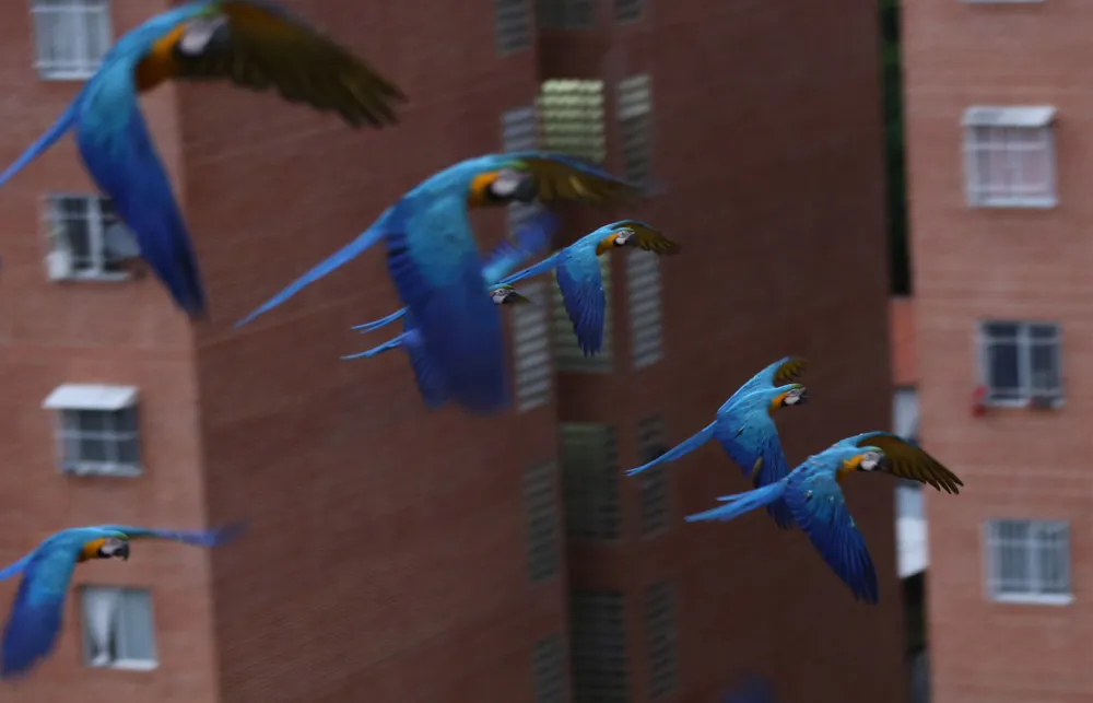 Venezuelas Beloved Macaws