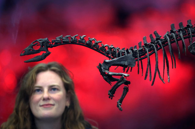 An Enigmacursor mollyborthwickae dinosaur skeleton is displayed during a press preview at the Natural History Museum in London, Britain, 24 June 2025. The skeleton from the Late Jurassic period is of a species new to science and is will be on display on 26 June 2026. (Photo by Neil Hall/EPA)