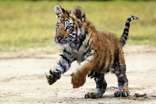 Coco, a 20-week-old Bengal tiger, plays on the grounds of the Zoologico de Reynosa Wednesday November 20, 2014 in Reynosa, Mexico. The zoo consists of about 150 different species of common and exotic creatures in more than 100 acres of land. The zoos main attraction consists of Coco, a 20-week-old Bengal tiger and a a zonkey, a zebra-donkey hybrid, named Kumba. (Photo by Gabe Hernandez/AP Photo/The Monitor)