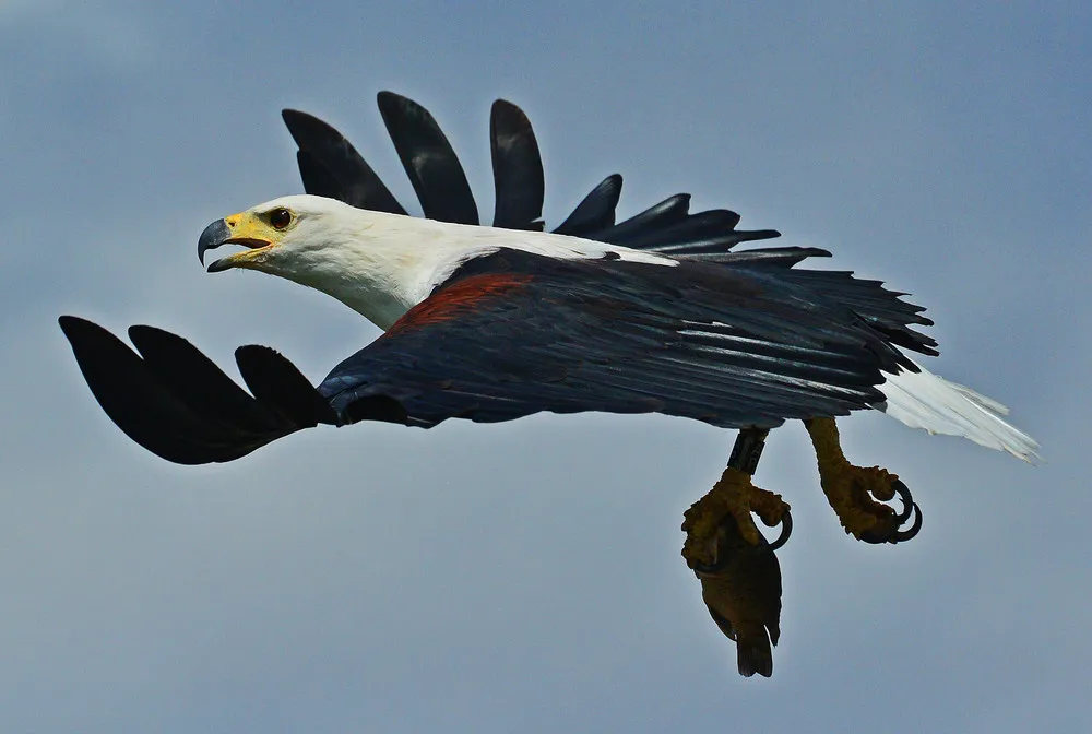 The Week in Pictures: Animals, March 23 – March 29, 2013