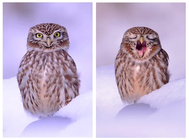 A composite image shows a small owl sitting in the snow in Ansung City, Gyeonggi province, South Korea, December 4, 2014. Snow continued to be forecast in the region on December 4. (Photo by Kim Jae-Sun/EPA)