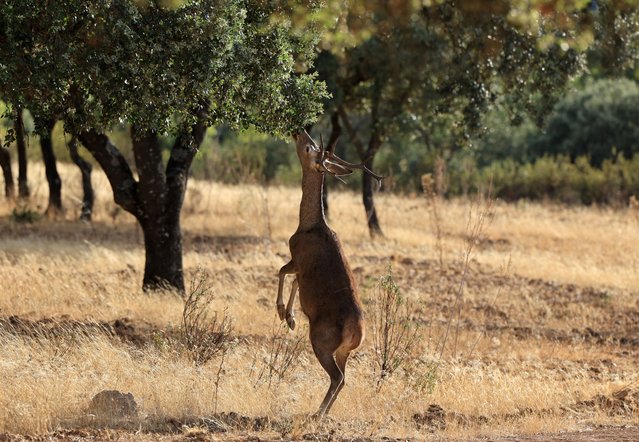 A young wild deer eats leaves in a oak grove near Helechosa de Los Montes, in western Spain Extremadura region, on August 28, 2025. (Photo by Thomas Coex/AFP Photo)