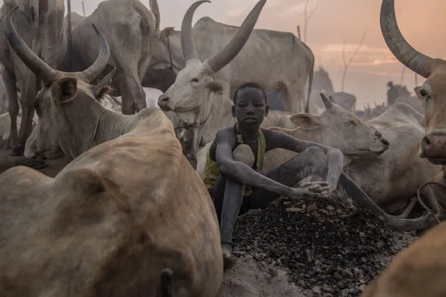 A Sudanese boy from Dinka tribe sits next to cows in the early morning at their cattle camp in Mingkaman, Lakes State, South Sudan on March 4, 2018. (Photo by  Stefanie Glinski/AFP Photo)