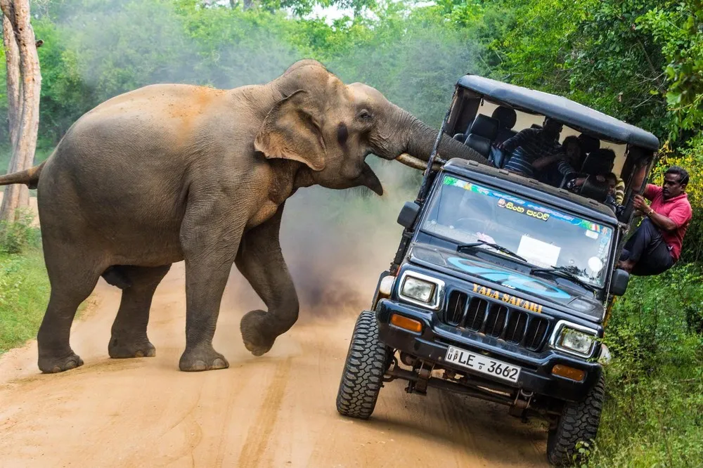 Angry Elephant vs Safari Jeep