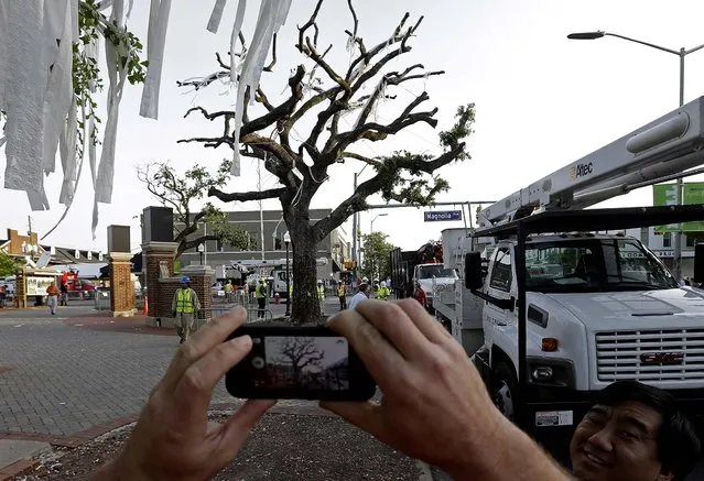 A photographer uses his cell phone to photograph the poisoned oak trees at Toomer's Corner that were cut down at the entrance to Auburn University, on April 23, 2013. Harvey Updyke Jr. is serving a jail term after pleading guilty to spiking the oaks with a powerful herbicide, and experts said they can't be saved. Workers used chainsaws and heavy equipment to remove what's left of the once-lush hardwoods, which Auburn fans traditionally rolled with toilet paper after a big victory. (Photo by Dave Martin/Associated Press)
