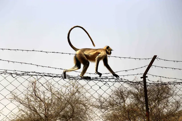 A gray langur walks on a fence with barb wire in Pushkar, in the Indian state of Rajasthan, India on April 7, 2018. (Photo by Himanshu Sharma/AFP Photo)