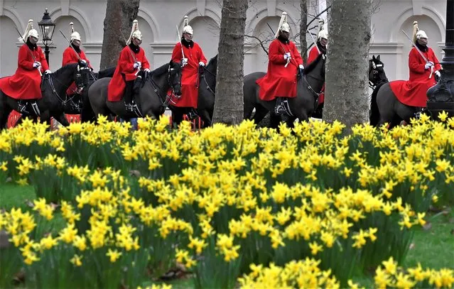 Members of the Household Cavalry ride past newly flowering daffodils in London, Britain on February 28, 2023. (Photo by Toby Melville/Reuters)