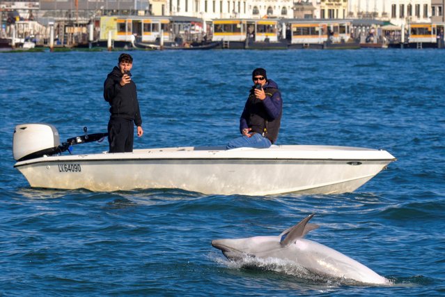 A dolphin nicknamed 'Mimmo' swims as people on a boat take pictures in the San Marco Basin, amid growing concerns about the impact of tourism on marine life, in Venice, Italy, on November 8, 2025. (Photo by Manuel Silvestri/Reuters)