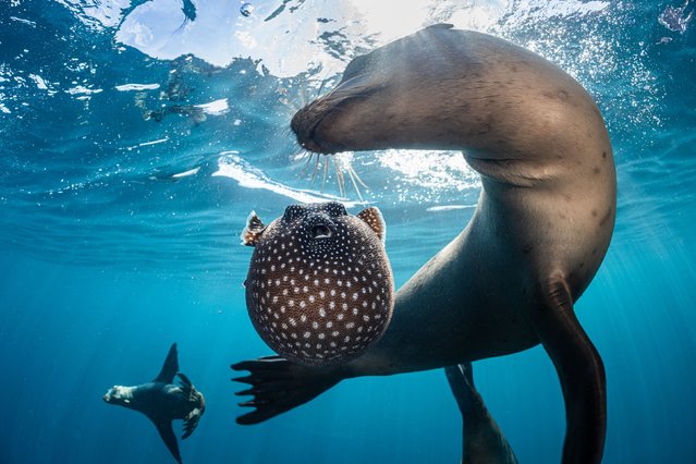 Sea lions play with a pufferfish like it's a ball. The two inquisitive Californian sea lions push around the inflated black and white spotted pufferfish at Espiritu Santo Island National Park in Baja California Sur, Mexico in the second decade of September 2025. (Photo by Henley Spiers/NaturePL/Solent News & Photo Agency)