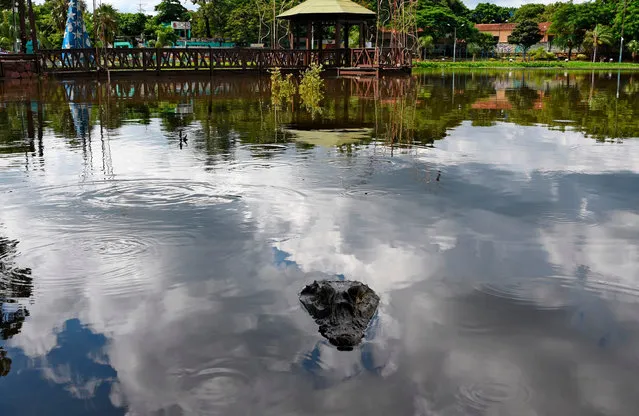 A cayman is seen at a lake in Ita, Paraguay on January 27, 2021. Volunteer firefighters rescued seven caymans which were on the streets of Ita after the overflowing of a lake during heavy rains on Wednesday early morning. (Photo by Norberto Duarte/AFP Photo)