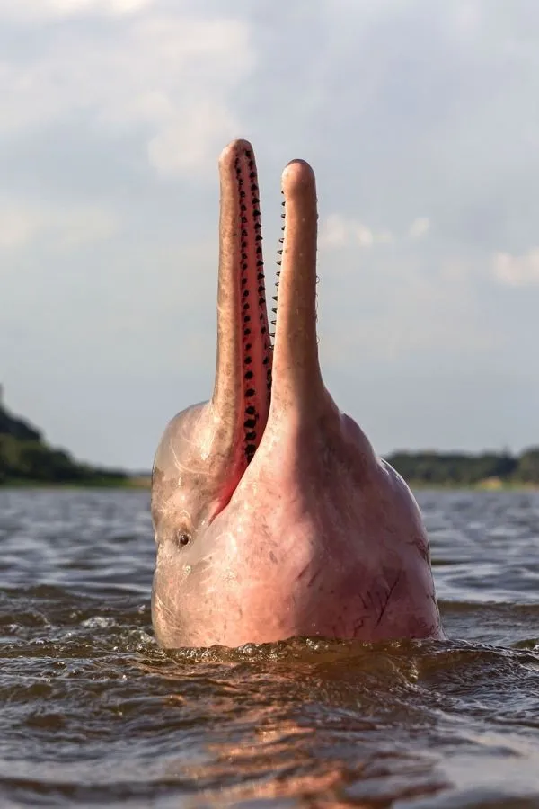 Amazon Pink River Dolphin