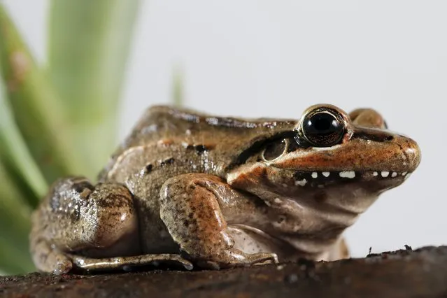 A Leptodactylus fuscus frog is pictured at a terrarium in Caracas November 30, 2015. (Photo by Carlos Garcia Rawlins/Reuters)