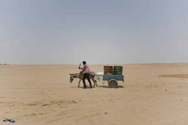 A man and his donkey transport water barrels towards the Algerian border in Niger's Tenere desert region of the south central Sahara on Sunday, June 3, 2018. Travelling in temperatures reaching 48 degrees Celsius (118 degrees Fahrenheit) in summer, the grand monotony of the bare Tenere desert is broken by the carcasses of abandoned vehicles, lone trees able to survive on the barest whisper of water, rusted water barrels and sand-swept truck tires used as distance markers. (Photo by Jerome Delay/AP Photo)