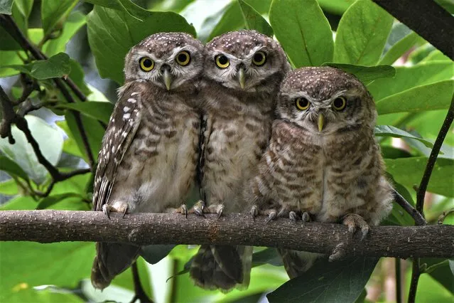 Spotted owlets perch on a tree branch in Kathmandu on June 26, 2023. (Photo by Prakash Mathema/AFP Photo)