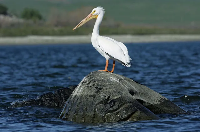 In this January 21, 2015, photo, a pelican perches on one of the tractor tires used for fish habitat on Lake Perris in Perris, Calif. A reef made of giant tires that was sunk 40 years ago in a Southern California lake has broken surface again, thanks to the drought. (Photo by Terry Pierson/AP Photo/The Press-Enterprise)