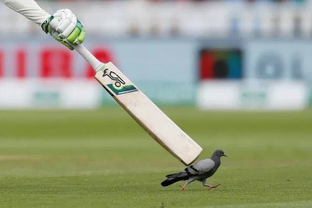 England's Keaton Jennings attempts to move a pigeon off the wicket during day one of the Specsavers First Test match at Edgbaston, Birmingham, Britain on August 1, 2018. (Photo by Andrew Boyers/Action Images via Reuters)