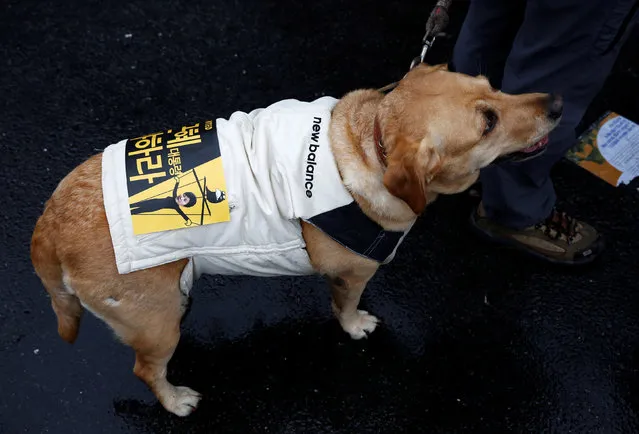 A protester's dog wears a banner criticizing South Korean President Park Geun-hye at a protest calling for Park to step down in Seoul, South Korea, November 26, 2016. The slogan reads, “President Park Geun-hye, Resign”. (Photo by Kim Kyung-Hoon/Reuters)